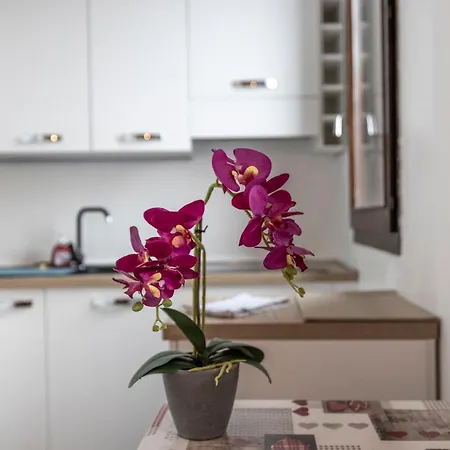 Oasi In The Center *