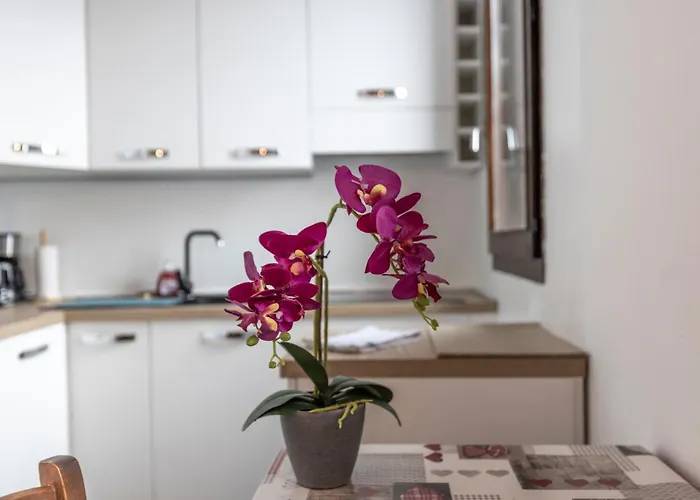 Oasi In The Center *